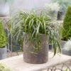 Ribbon Falls™ Sedge -Perennials Store Carex RibbonFalls 02 PPL