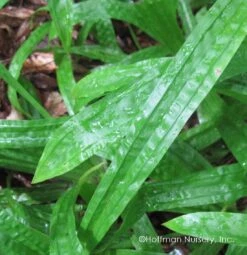 Plantain-Leaf Sedge -Perennials Store Carex plantaginea 02