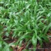 Plantain-Leaf Sedge -Perennials Store Carex plantaginea 03