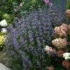 Beyond Midnight® Bluebeard -Perennials Store Caryopteris Beyond Midnight 1 P 7de8195d fa6b 4c9b 9e82 b5ea83a9edb8 sw