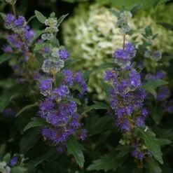 Beyond Midnight® Bluebeard 12 Beyond Midnight® Bluebeard -Perennials Store Caryopteris Beyond Midnight 3 P 31df8b38 198c 4262 97f4 d46a339bb904 sw