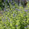 Sunshine Blue® II Bluebeard -Perennials Store Caryopteris Sunshine Blue II 1 P