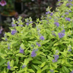 Sunshine Blue® II Bluebeard -Perennials Store Caryopteris Sunshine Blue II 3 P