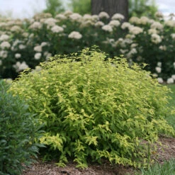 Sunshine Blue® II Bluebeard -Perennials Store Caryopteris Sunshine Blue II 4 P