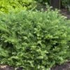 'Fritz Huber' Plum Yew -Perennials Store Cephalotaxus Fritz Huber 1 sw