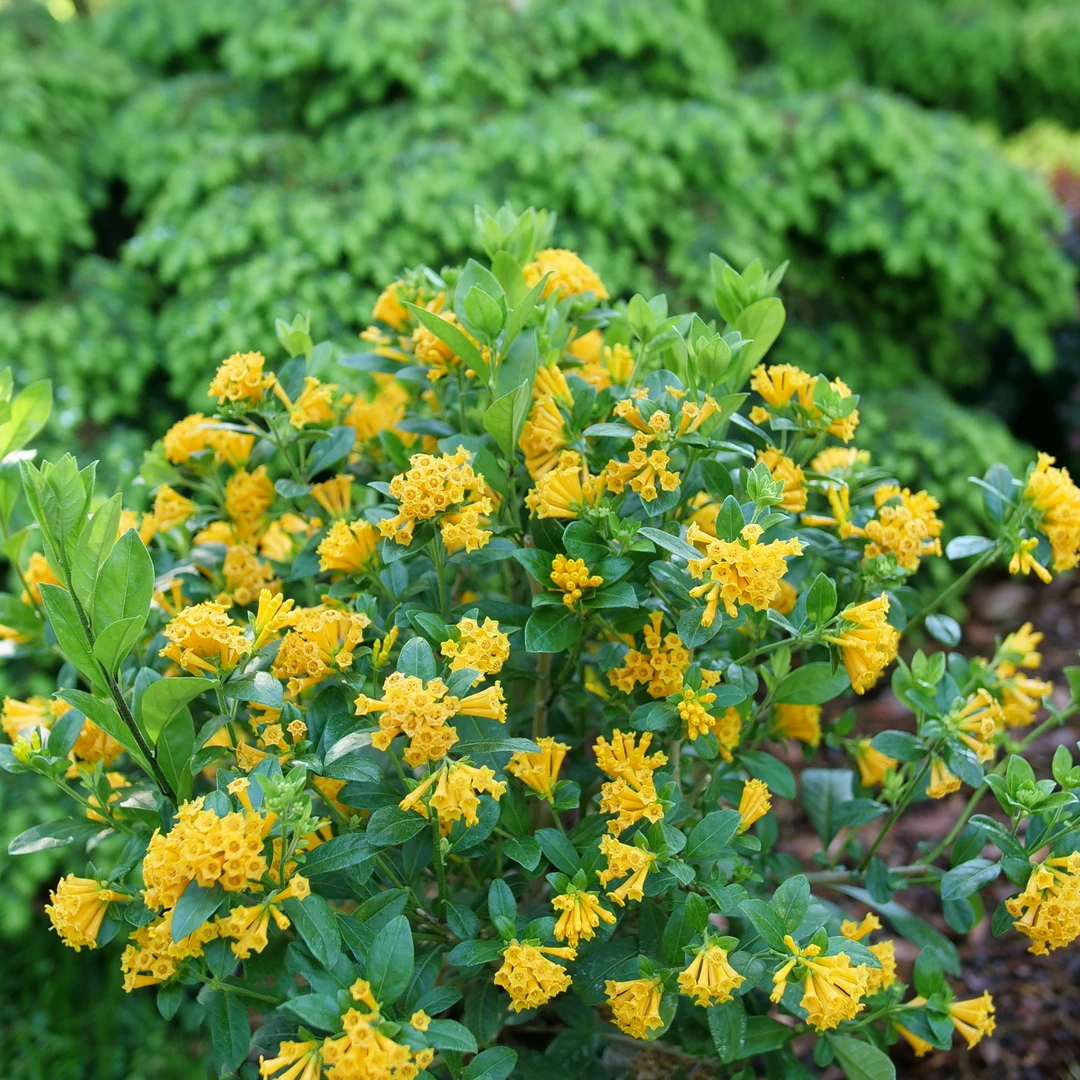 Juiced™ Orange Jessamine 4 Juiced™ Orange Jessamine - Image 2