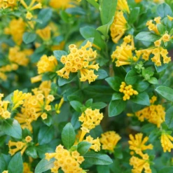 Juiced™ Orange Jessamine 9 Juiced™ Orange Jessamine -Perennials Store CestrumJuicedOrangeP1184590 1080x1080 2030ad0