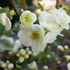 Double Take Eternal White™ Flowering Quince -Perennials Store ChaenomelesDoubleTakeEternalWhiteP1151371 1080x1080 18aece4