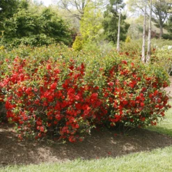 Double Take Orange™ Flowering Quince -Perennials Store ChaenomelesDoubleTakeOrangeIMG 2010 800x800 e0d181f