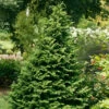 Soft Serve® False Cypress -Perennials Store Chamaecyparis Soft Serve 1