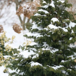 Soft Serve® False Cypress -Perennials Store Chamaecyparis Soft Serve 4