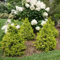 Soft Serve® Gold False Cypress -Perennials Store Chamaecyparis Soft Serve Gold 3