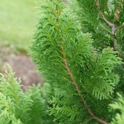 Cedar Rapids™ False Cypress -Perennials Store ChamaecyparisCedarRapidsP1184301 1080x1080 f31fac6