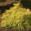 'Gold Mop' False Cypress -Perennials Store ChamaecyparisGoldMop1