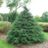 Haywire™ False Cypress 1 Haywire™ False Cypress -Perennials Store ChamaecyparisHaywireDSC03026LR