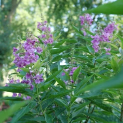 El Niño™ Chitalpa -Perennials Store ChitalpaElNinoP1207523 1080x1080 9bbd7b3