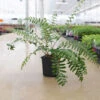 Christmas Fern -Perennials Store Christmas fern 1