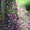 'Sweet Summer Love' Clematis -Perennials Store Clematis sweet summer love