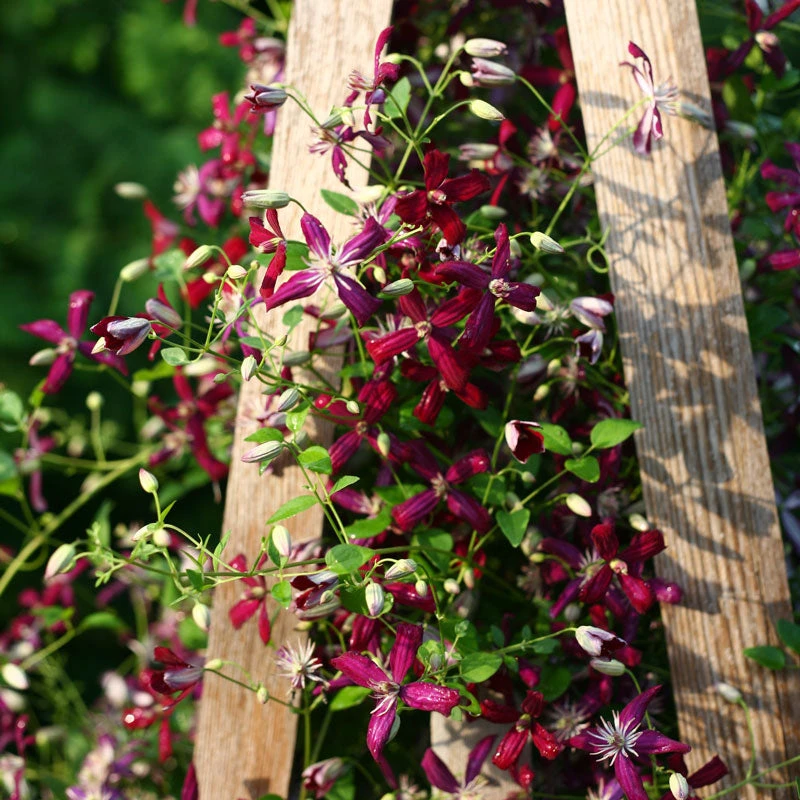 'Sweet Summer Love' Clematis 4 'Sweet Summer Love' Clematis - Image 2