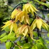 Funyella™ Clematis -Perennials Store ClematisFunyellaIMG 7302 800x800 102149d