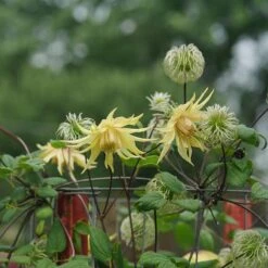Funyella™ Clematis -Perennials Store Clematis Funyella DSC00293 800 800 60