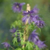 Sparky® Blue Clematis -Perennials Store Clematis Sparky Blue 1 P