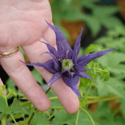 Sparky® Blue Clematis -Perennials Store Clematis Sparky Blue 2 P
