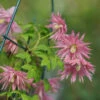 Sparky® Pink Clematis 1 Sparky® Pink Clematis -Perennials Store Clematis Sparky Pink 1 P