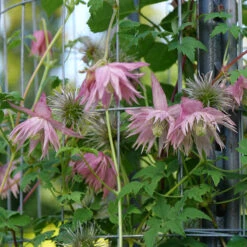 Sparky® Pink Clematis -Perennials Store Clematis Sparky Pink 3 P