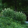 Sugartina® 'Crystalina' Summersweet -Perennials Store Clethra Sugartina Crystalina 1 P