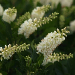 Sugartina® 'Crystalina' Summersweet -Perennials Store Clethra Sugartina Crystalina 3 P