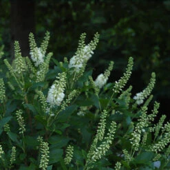 Sugartina® 'Crystalina' Summersweet -Perennials Store Clethra Sugartina Crystalina 4 P
