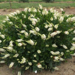 Sugartina® 'Crystalina' Summersweet -Perennials Store Clethra Sugartina Crystalina 5 P