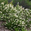 Vanilla Spice® Summersweet -Perennials Store Clethra Vanilla Spice 1