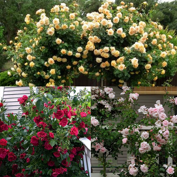Climbing Rose Collection 3 Climbing Rose Collection