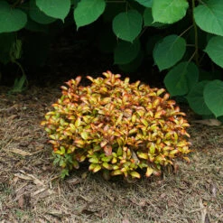 Waxwing™ Orange Mirror Bush 10 Waxwing™ Orange Mirror Bush -Perennials Store Coprosma Waxwing Orange 4