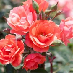 Coral Knock Out® Rose