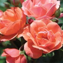 Coral Knock Out® Rose -Perennials Store CoralKnockOut 3