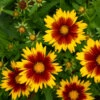 Uptick™ Gold & Bronze Tickseed -Perennials Store Coreopsis Uptick Gold Bronze 1 P