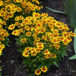 Uptick™ Gold & Bronze Tickseed -Perennials Store Coreopsis Uptick Gold Bronze 3 P