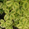 Golden Shadows® Pagoda Dogwood 2 Golden Shadows® Pagoda Dogwood -Perennials Store Cornus Gold Shadows 1 sw