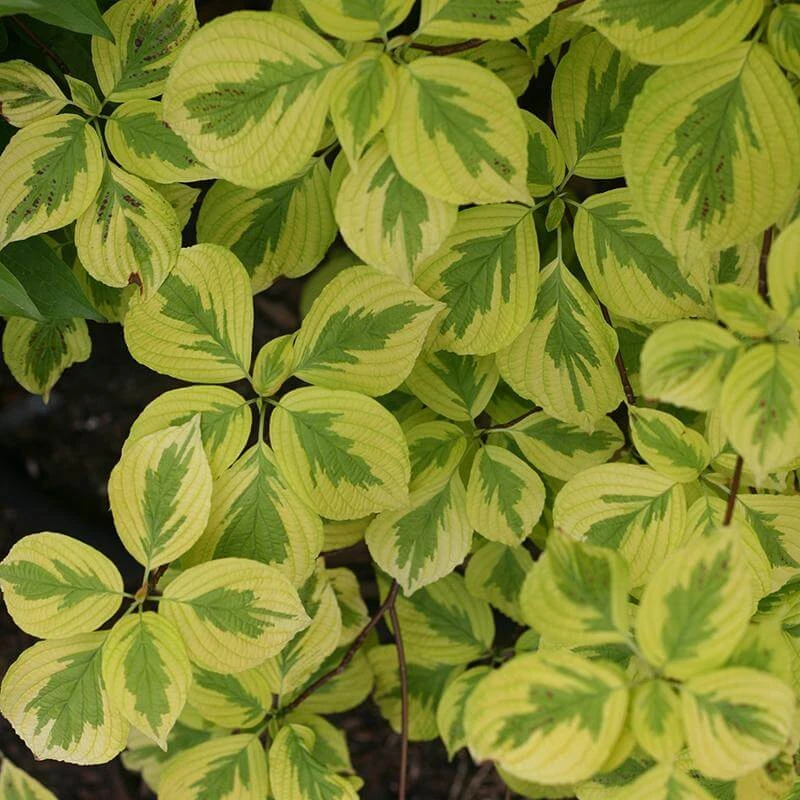 Golden Shadows® Pagoda Dogwood 3 Golden Shadows® Pagoda Dogwood