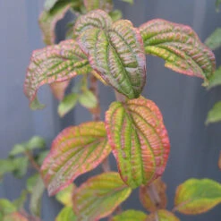 Pucker Up® Red-Twig Dogwood -Perennials Store Cornus Pucker Up 2