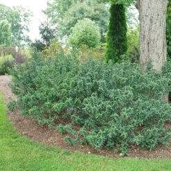 Pucker Up® Red-Twig Dogwood -Perennials Store Cornus Pucker Up 4