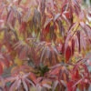 Red Rover® Silky Dogwood -Perennials Store Cornus Red Rover 1