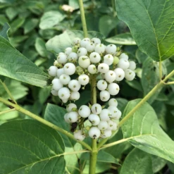 Arctic Fire® Yellow Red-Twig Dogwood -Perennials Store CornusArcticFireYellowIMG 036 1080x1080 e6a8233