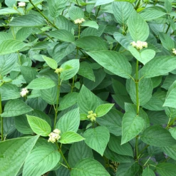 Arctic Fire® Yellow Red-Twig Dogwood -Perennials Store CornusArcticFireYellowIMG 1449 1 1080x1080 a0e0f4e