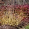 Arctic Fire® Yellow Red-Twig Dogwood -Perennials Store CornusArcticFireYellowP1025870 1080x1080 873d5e7