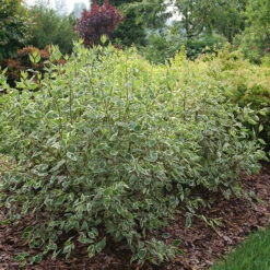 Sgt. Pepper™ Dogwood 9 Sgt. Pepper™ Dogwood -Perennials Store Cornus Sgt Pepper P1225334