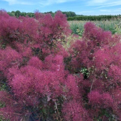 The Velvet Fog® Smokebush -Perennials Store Cotinus The Velvet Fog 3